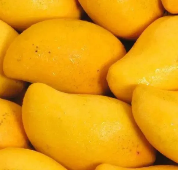 52 Sundaze 52 Sundaze SPF 30 Mango Butter Lip Balm - image 7